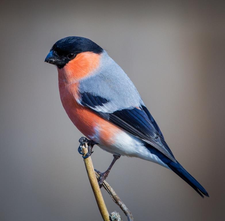 СнегирьGO: Мосприрода объявляет фотоохоту на красногрудых птиц  - фото 4