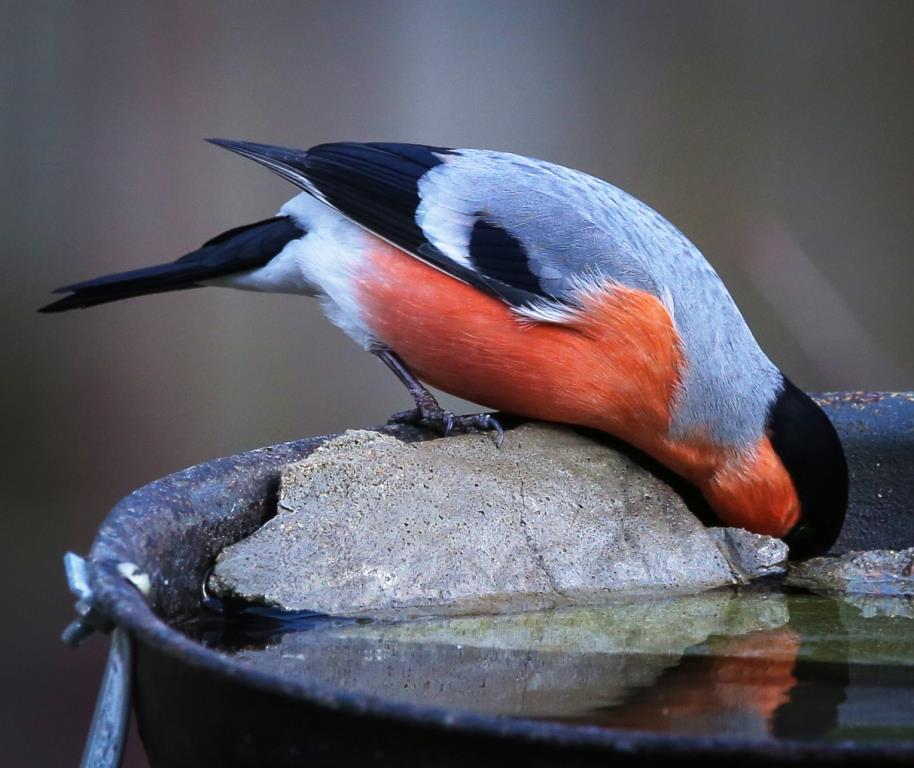 СнегирьGO: Мосприрода объявляет фотоохоту на красногрудых птиц  - фото 3