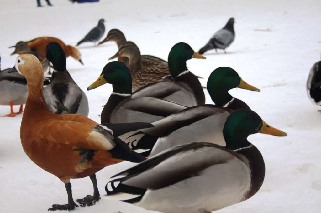 Более 8000 водоплавающих птиц осталось зимовать в природных парках Москвы - фото 2