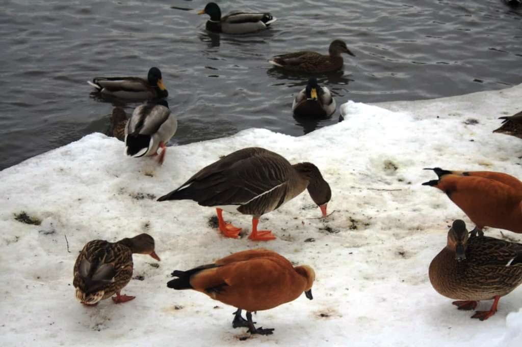Более 8000 водоплавающих птиц осталось зимовать в природных парках Москвы - фото 6