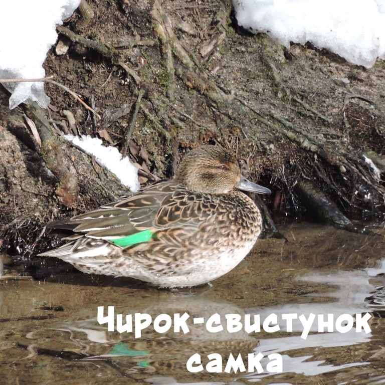 Горностай, чибис, лысуха: в 2020 году на природных территориях Москвы были выявлены редкие краснокнижные животные - фото 4