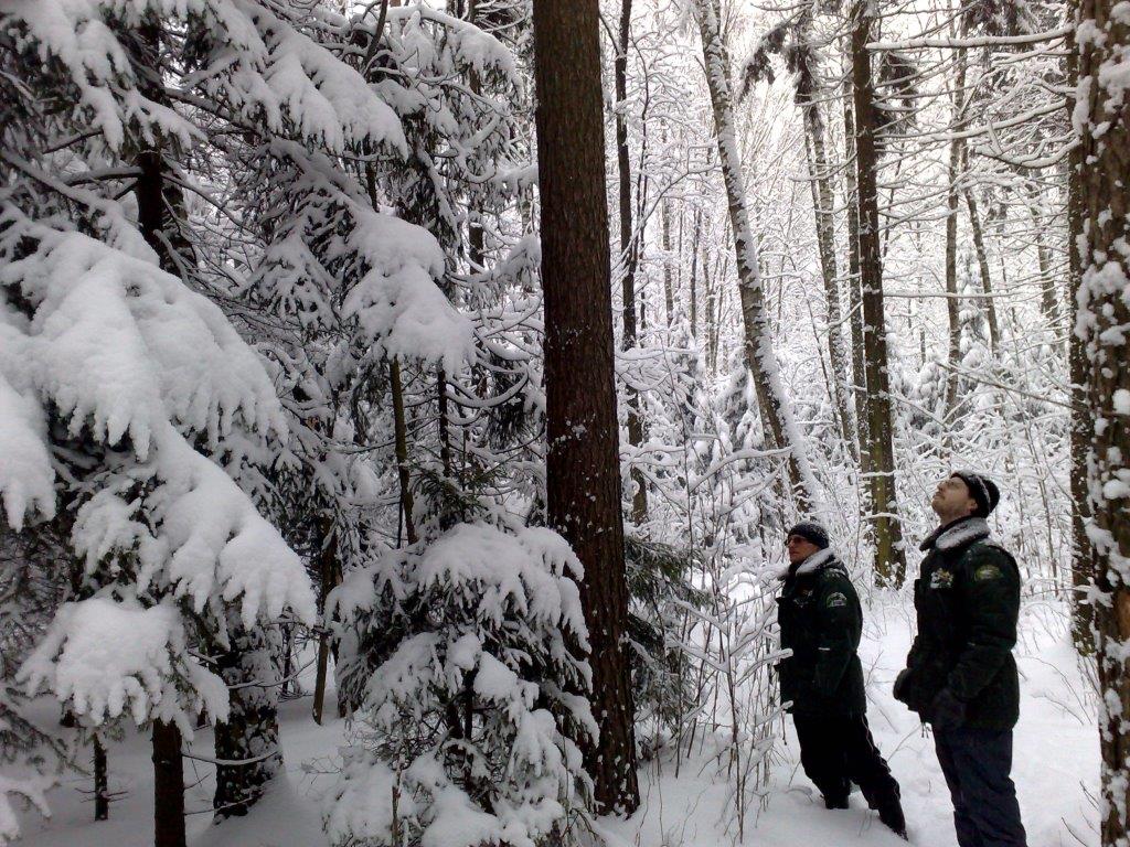 Операция «Ель»: природные территории Москвы защитят от незаконной вырубки хвойных деревьев - фото 1