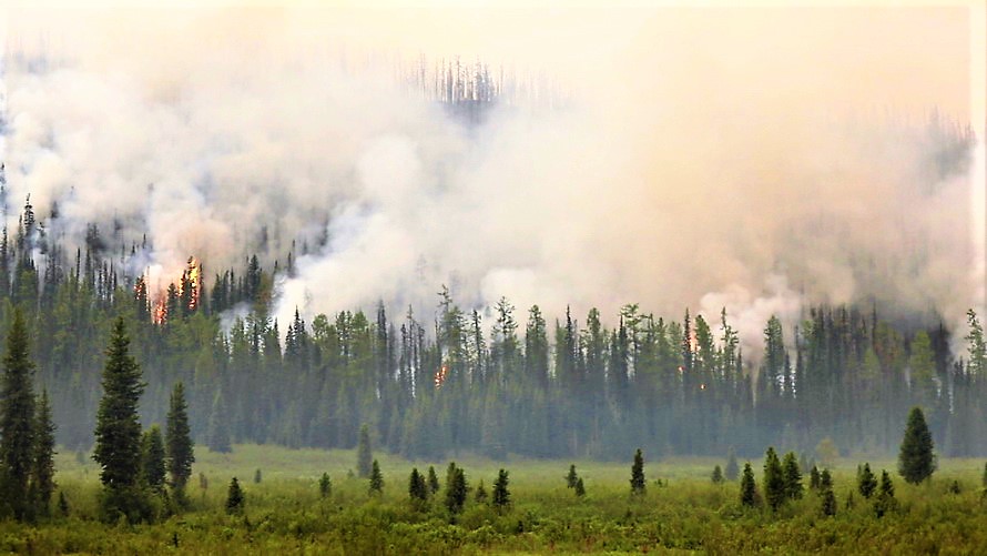 Авиалесоохрана заявляет об увеличении площади лесных пожаров в Сибири - фото 1