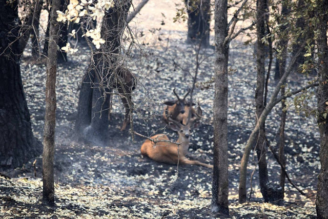 Сколько животных погибло в красноярских пожарах? - фото 2