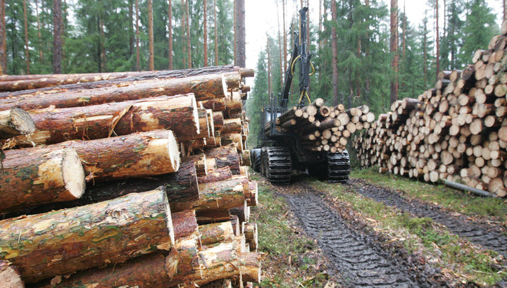 Минприроды допустило полный запрет на экспорт леса из России в Китай - фото 1