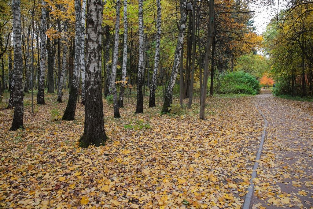 Вновь невидимою кистью осень выкрасила листья: на природных территориях столицы начался листопад   - фото 4