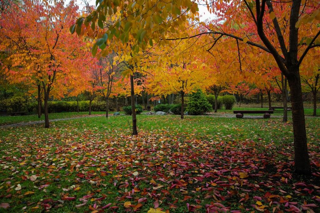 Вновь невидимою кистью осень выкрасила листья: на природных территориях столицы начался листопад   - фото 5