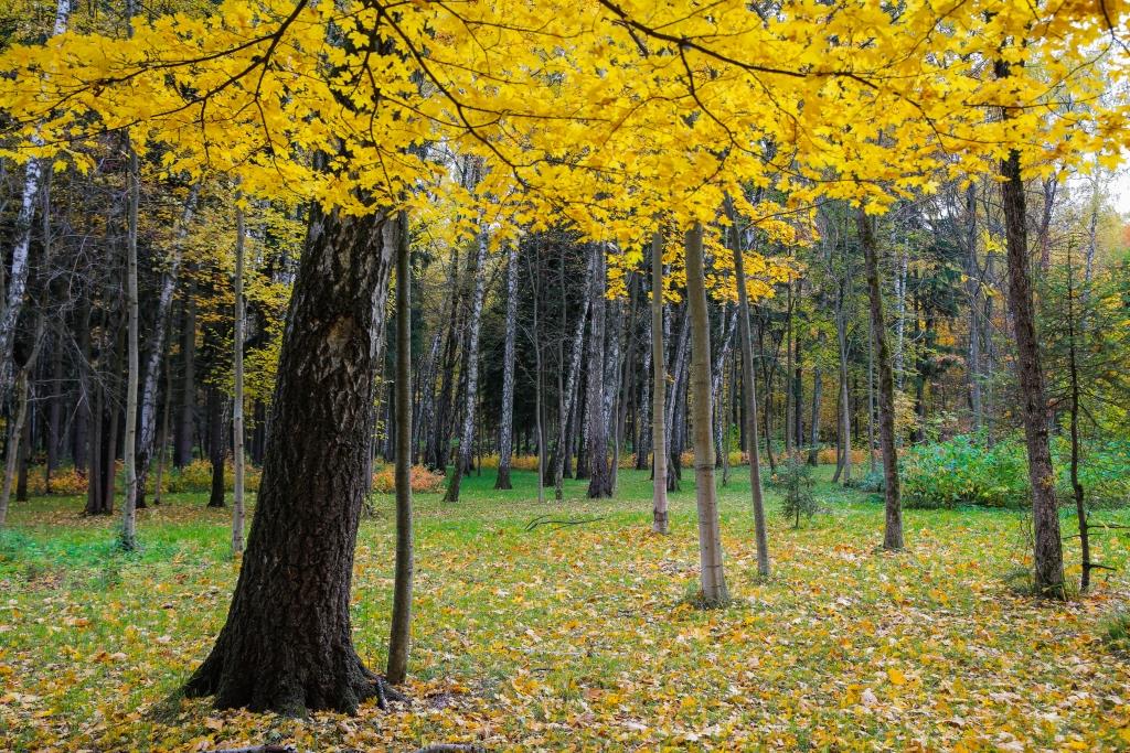 Вновь невидимою кистью осень выкрасила листья: на природных территориях столицы начался листопад   - фото 3
