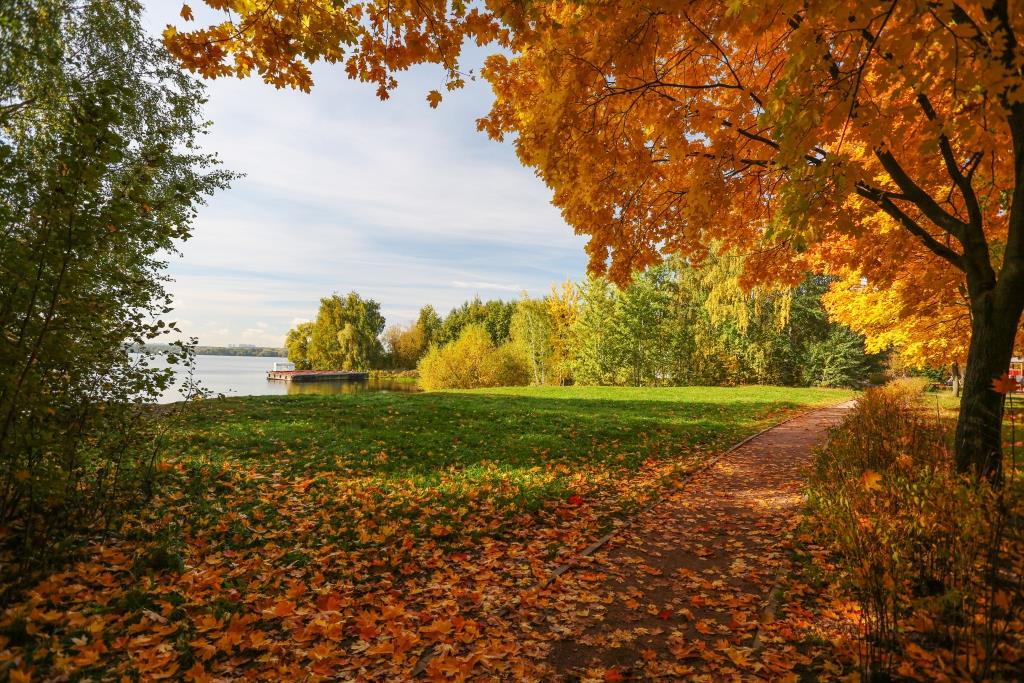 Вновь невидимою кистью осень выкрасила листья: на природных территориях столицы начался листопад   - фото 2