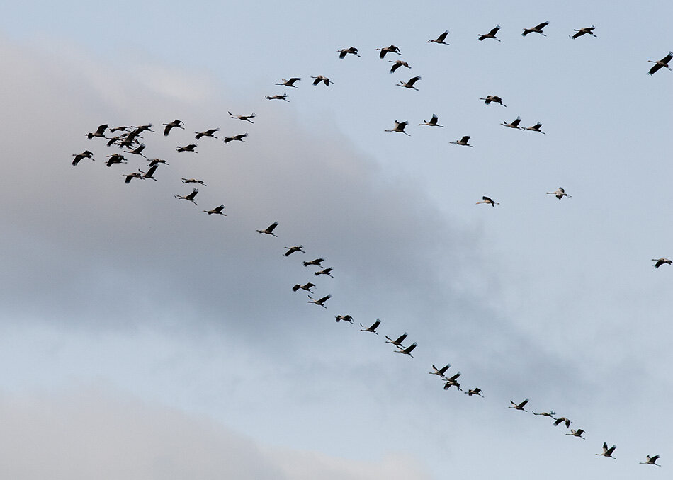 Улетают из осени птицы: пеночки, скворцы, зяблики отправляются в теплые края - фото 1