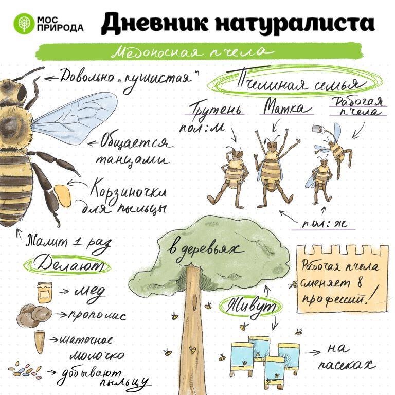 Дневник натуралиста: эколого-просветительский проект участвует во Всероссийском конкурсе «Надежный партнер – Экология» - фото 5