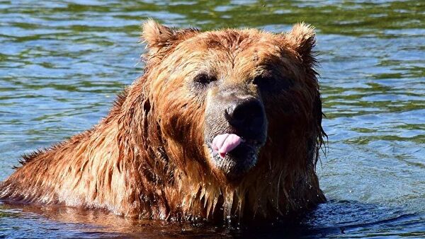 На Камчатке опубликовали снимки медведя Казановы - фото 2