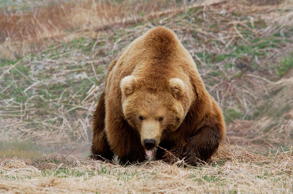 На Камчатке опубликовали снимки медведя Казановы - фото 3
