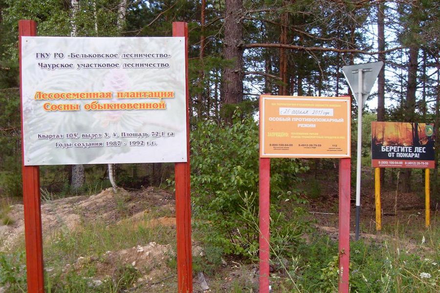 В Рязанской области проводится уход за лесосеменной плантацией   - фото 1