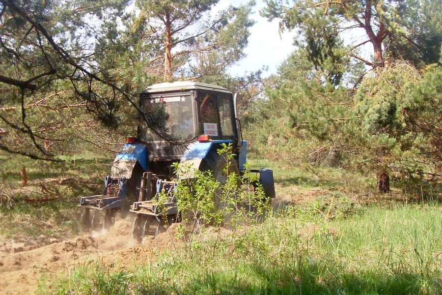В Рязанской области проводится уход за лесосеменной плантацией   - фото 2