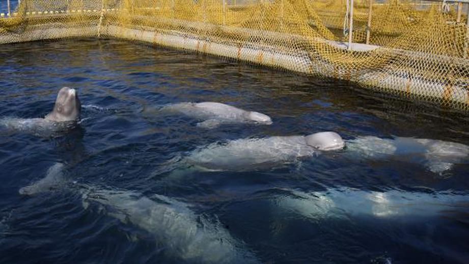 В выходные выпустили еще 6 белух из «китовой тюрьмы» - фото 1