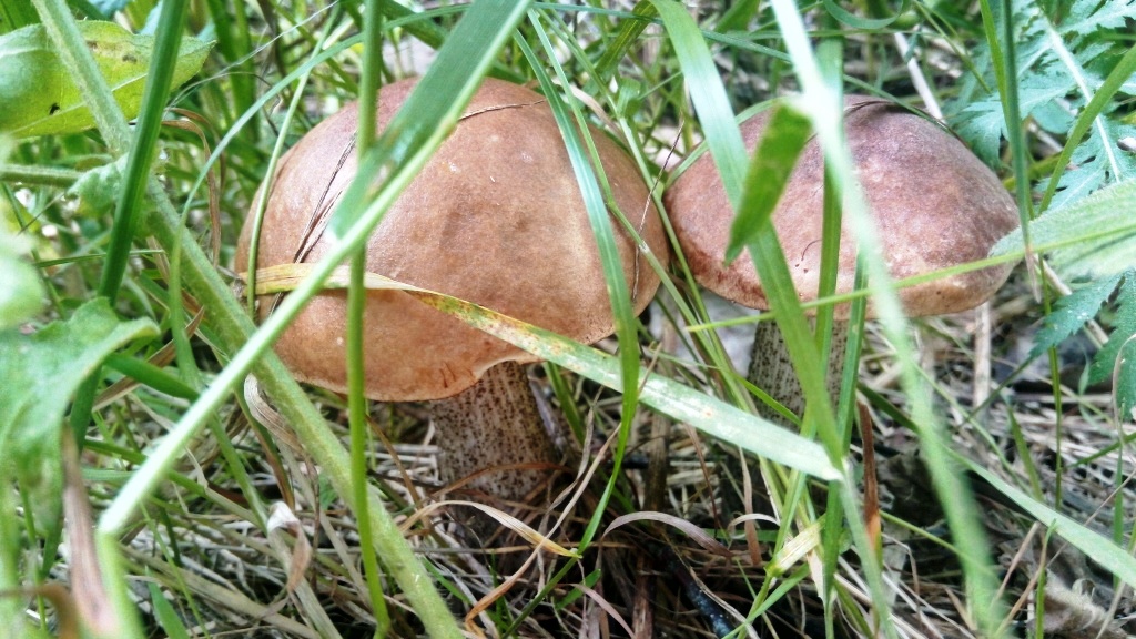 На биостанции Маринино сезон грибов - фото 3