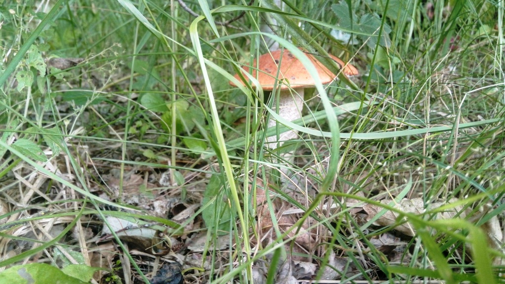 На биостанции Маринино сезон грибов - фото 12