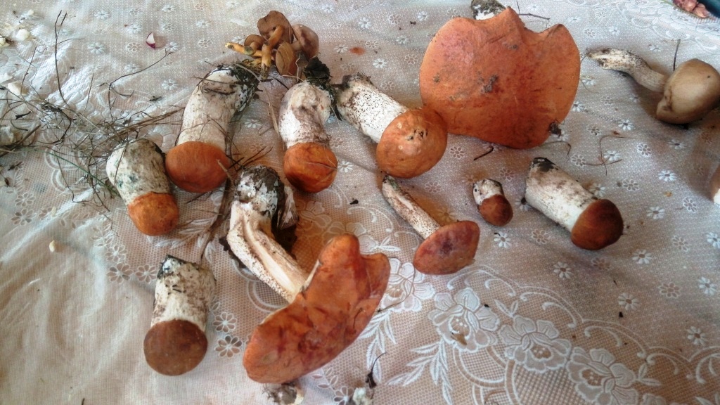 На биостанции Маринино сезон грибов - фото 23