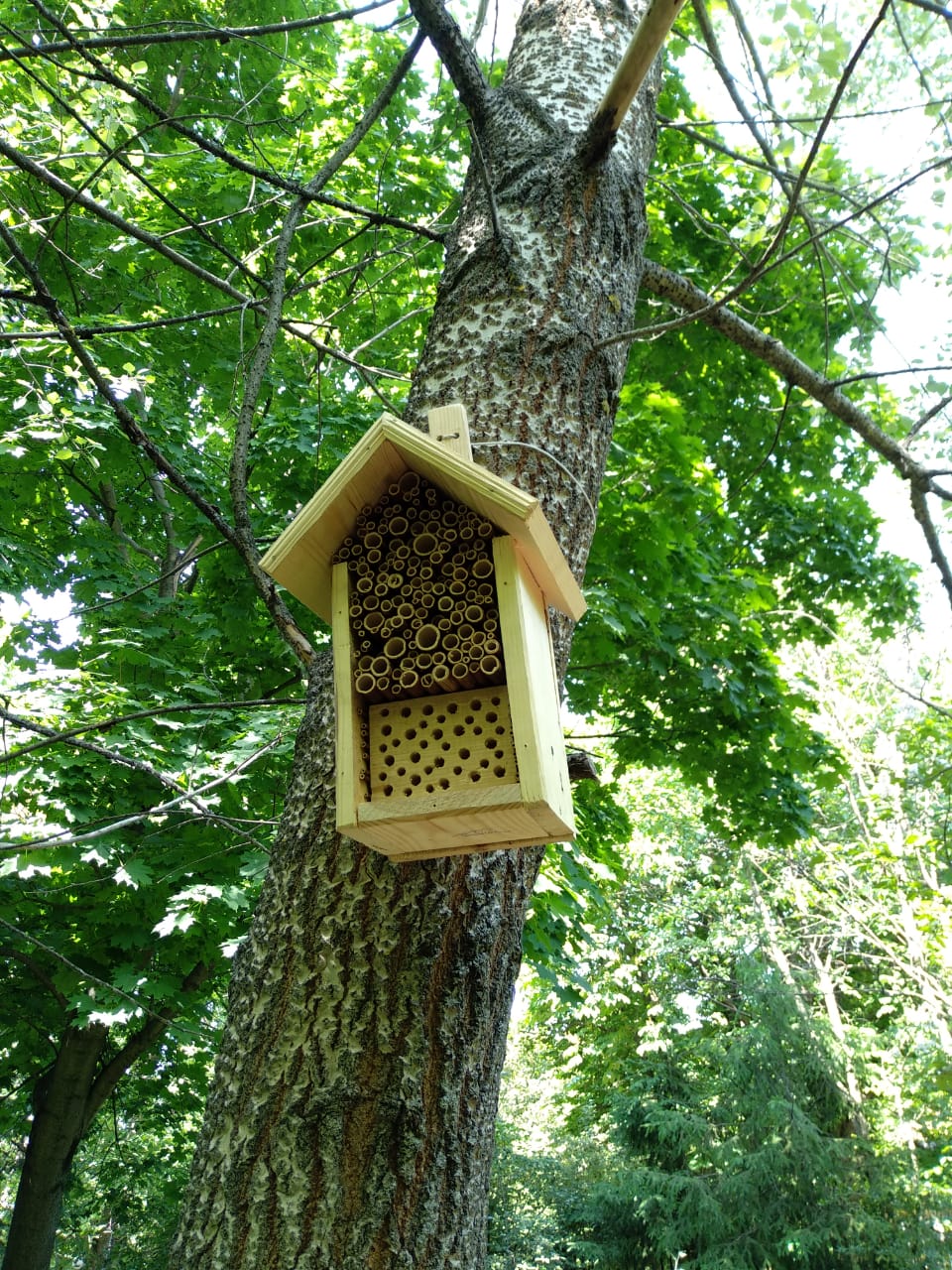 Домики для насекомых: Мосприрода обеспечит жильем самых маленьких обитателей природных территорий  - фото 6