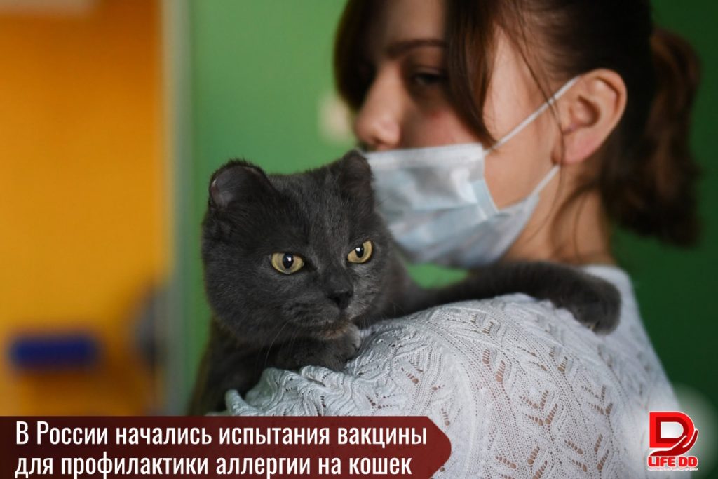 Доклинические исследования вакцины от аллергии на кошек начаты в России - фото 1