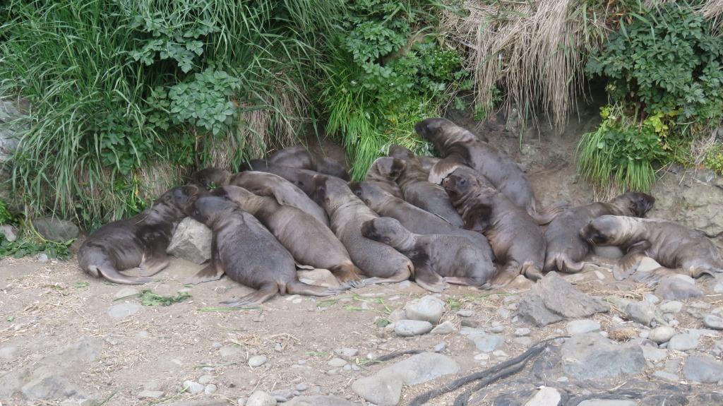 100 щенков северного морского льва пометили на острове Медном в 2020 году - фото 3