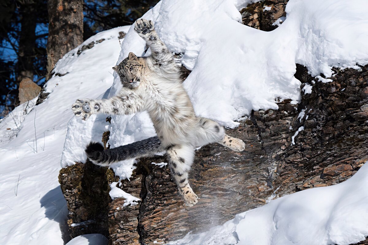 Ирбис или снежный барс: как живёт горный «хищник-интроверт» - фото 5