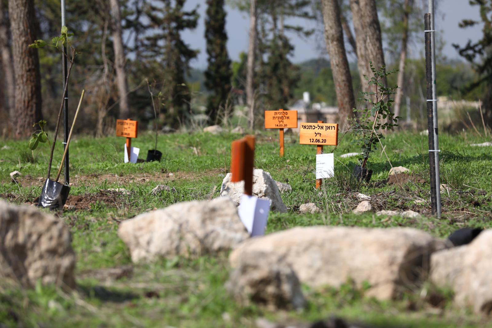 20 деревьев в память о жертвах насилия в Израиле - фото 2