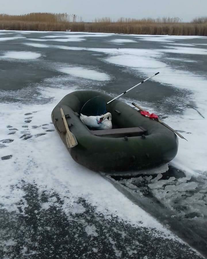 На Тамбовщине спасли замерзающего лебедя - фото 1