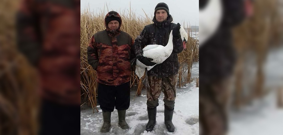 На Тамбовщине спасли замерзающего лебедя - фото 2