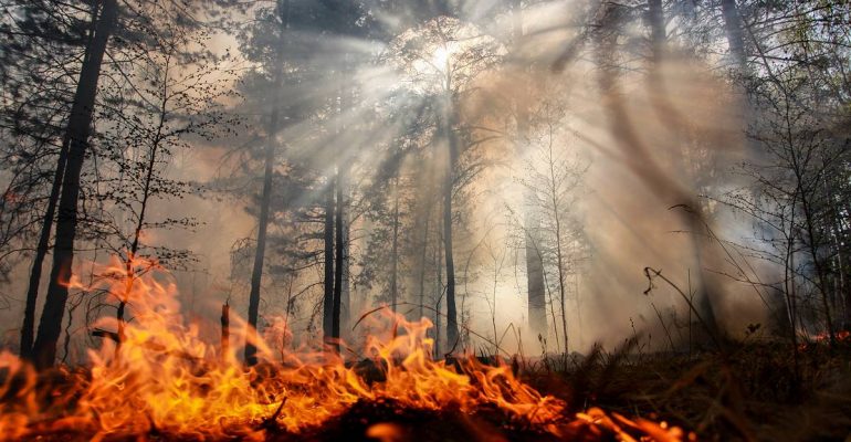 Красноярские власти оценили в 1,4 млн. га горящего леса на территории края - фото 2