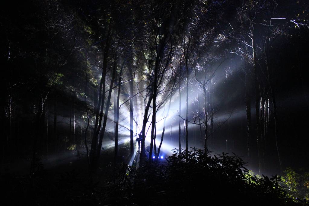 Звуки ночного леса - фото 1