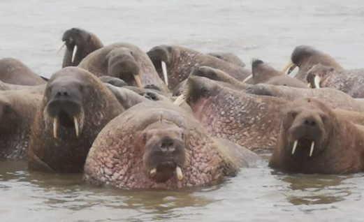 На Ямале нашествие моржей. Фото - фото 1