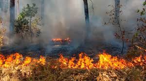Красноярские власти оценили в 1,4 млн. га горящего леса на территории края - фото 1