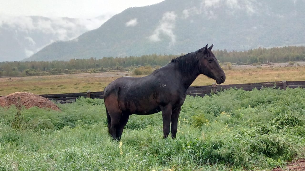 Лошадь на Алтае. Зарисовка - фото 1