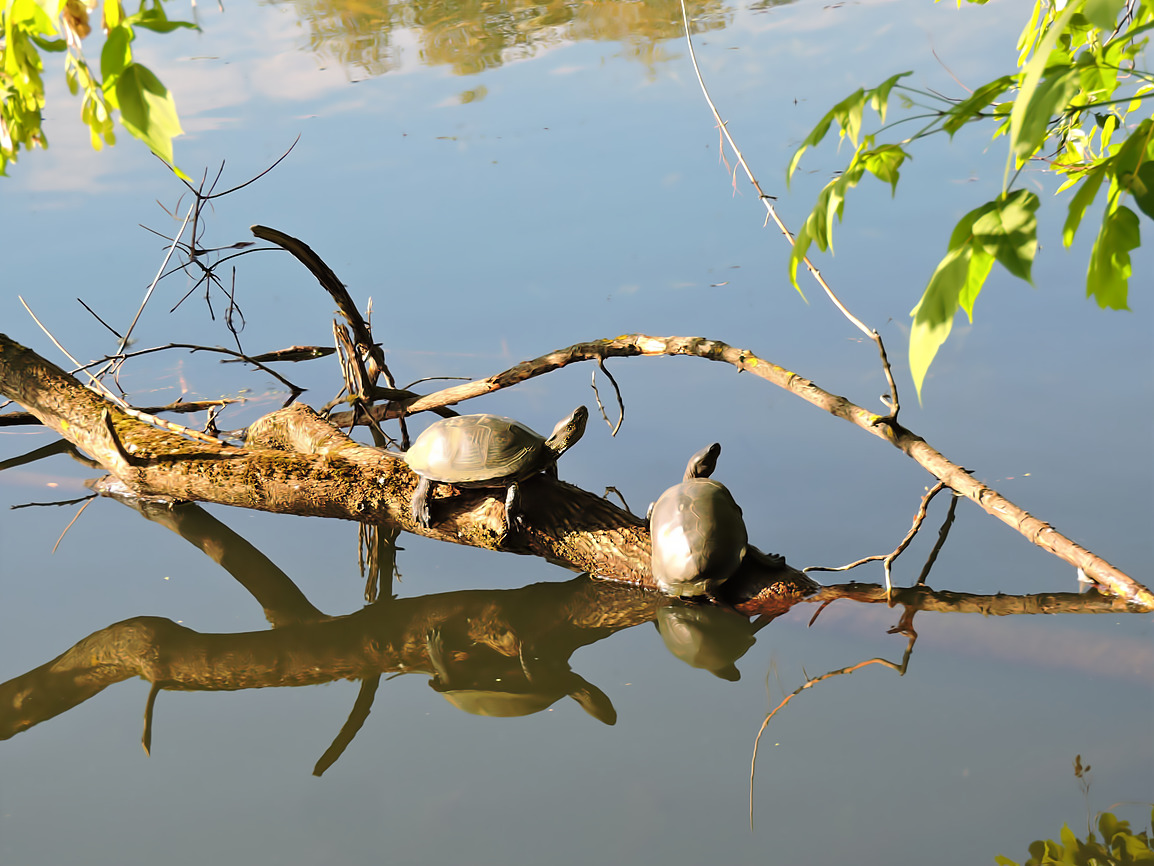 Щучий пруд заполонили болотные черепахи  - фото 2