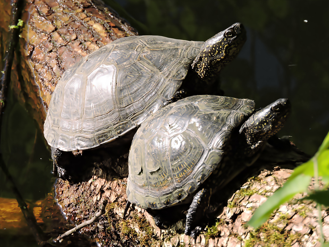 Щучий пруд заполонили болотные черепахи  - фото 3