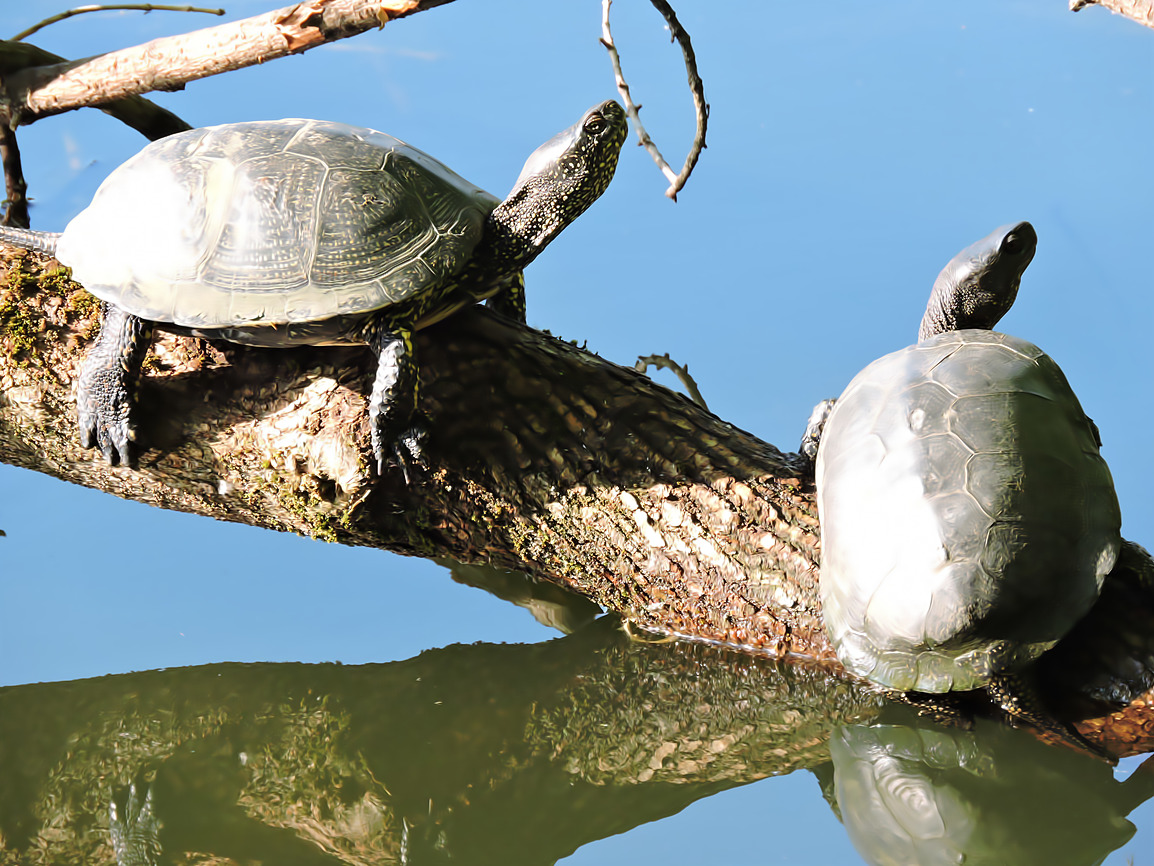 Щучий пруд заполонили болотные черепахи  - фото 4