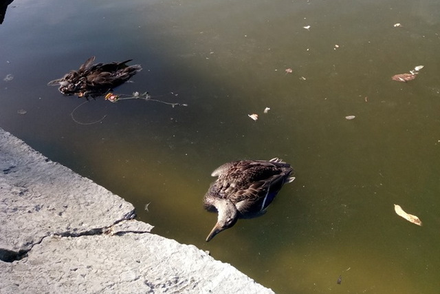 Специалисты предупредили о возможной гибели птиц летом из-за чрезмерного кормления - фото 1