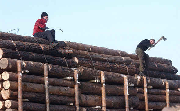 Крупнейший экспортер леса в Китай назвал причину криминализации этого бизнеса - фото 1