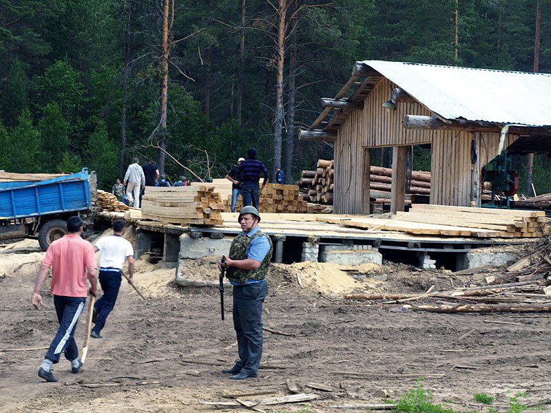 Платить за лес заставила кировских лесопромышленников прокуратура - фото 1