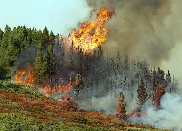 В Якутии горит больше полумиллиона гектаров леса, в тушении пожаров задействован воздушный флот - фото 1