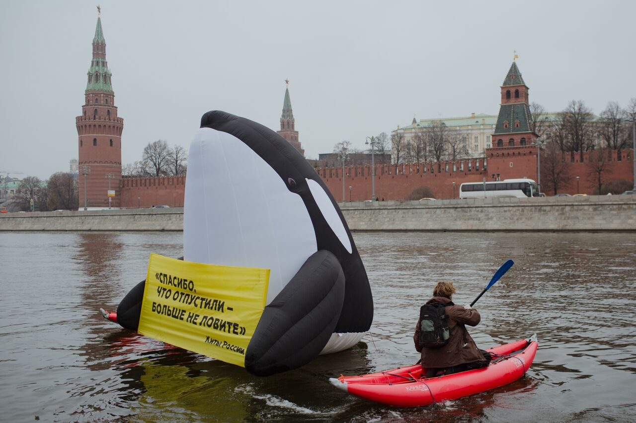 Косатка у Кремля: акция за запрет вылова китообразных - фото 1