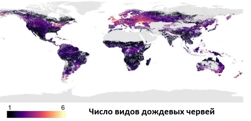 Ученые впервые составили карту биоразнообразия дождевых червей на планете - фото 1