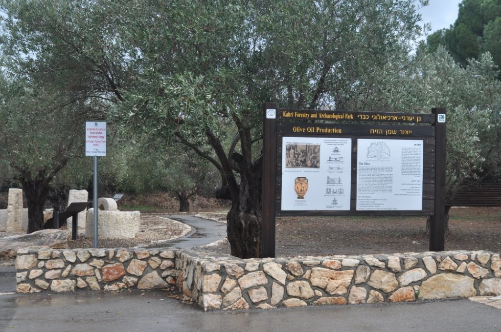 Израиль: Лесопарк Кабри – археологические памятники и оливки - фото 2