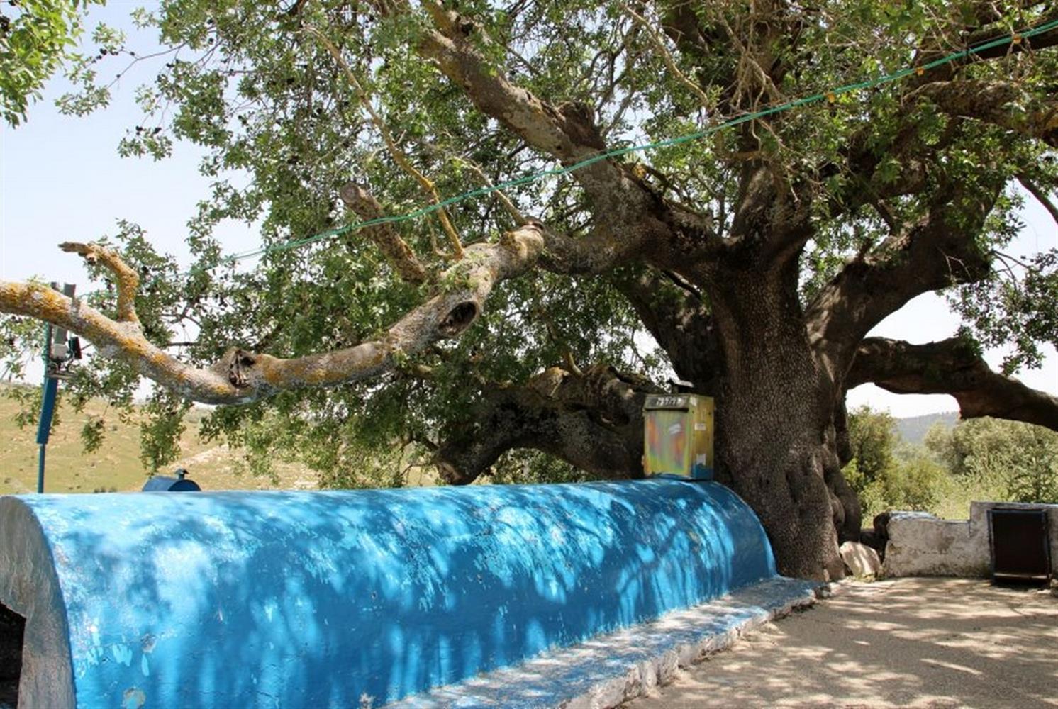 Израиль: Фисташковое дерево рабби Тарфона - фото 1