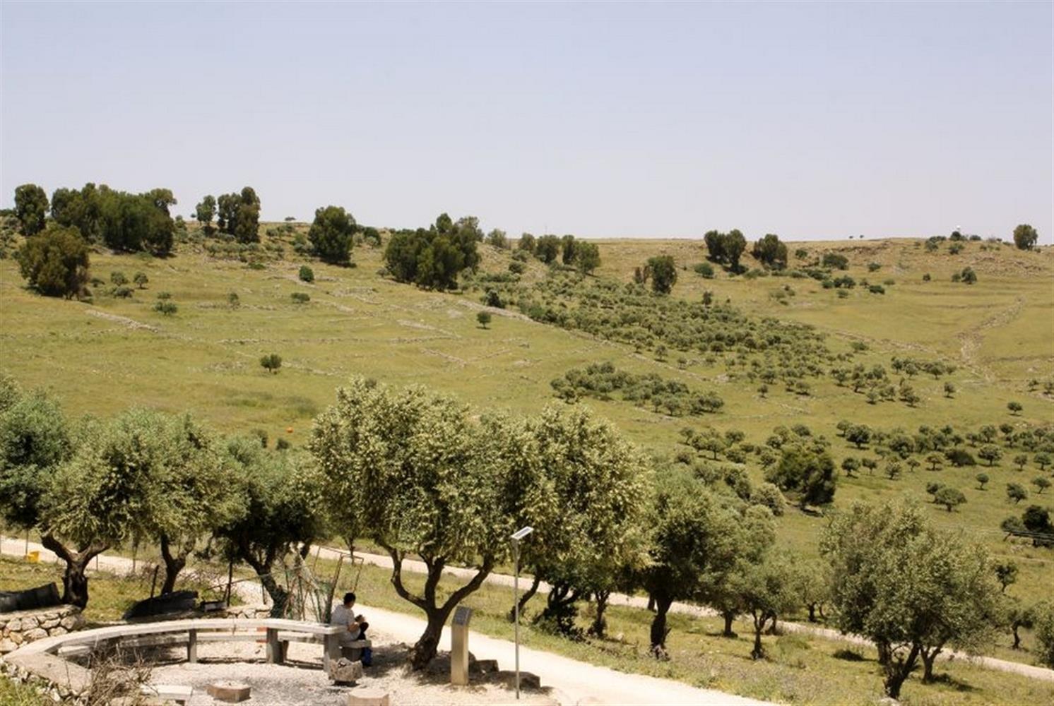 Израиль: Фисташковое дерево рабби Тарфона - фото 3