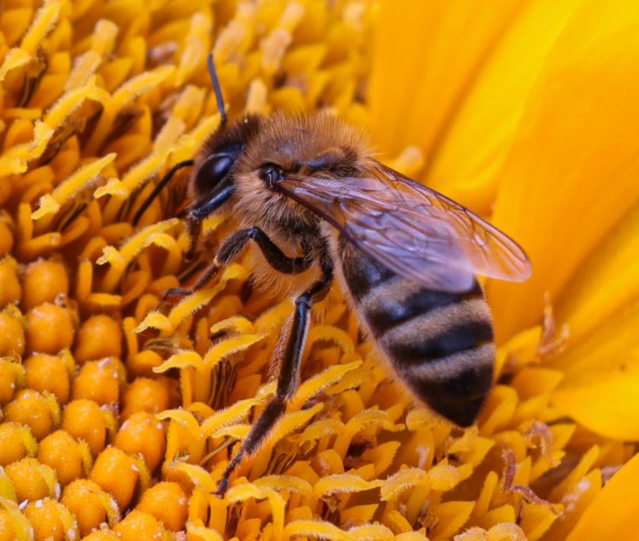 На базе Мосприроды откроется школа практического пчеловодства   - фото 4