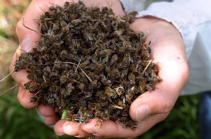 Не медом намазано...Причина массовой гибели пчел в нынешнем году названа Россельхознадзором - фото 3
