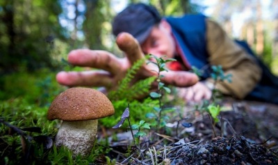 В России скоро начнут контролировать сбор ягод и грибов по инициативе чиновников - фото 1